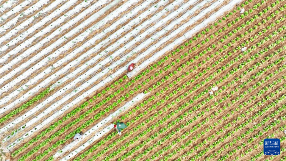 山东：不负春光耕作忙_fororder_【不负春光】5