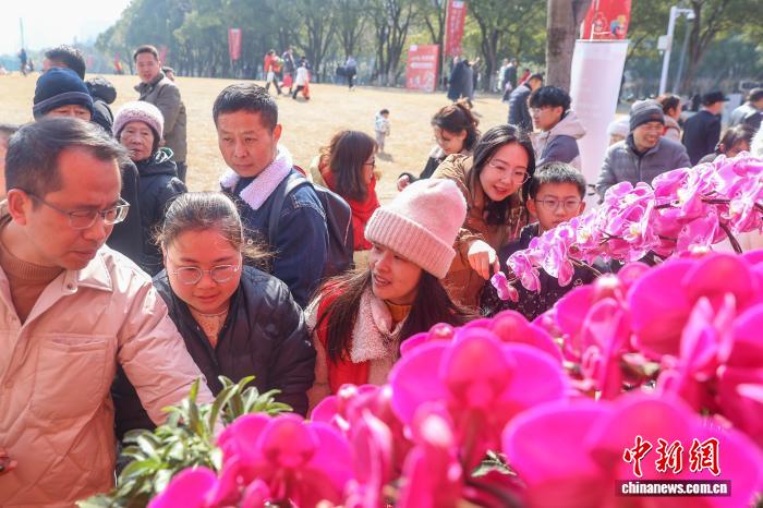（新春见闻）2026南昌迎春花市开市 各式花卉吸引市民选购