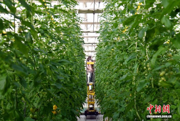 “未来之城”布局智慧农业：浇水靠“云”算 AI当“园丁”