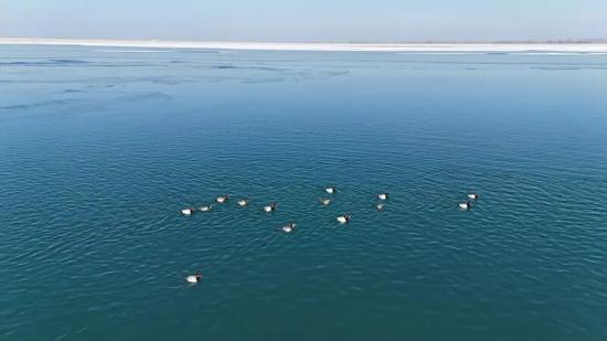 墨玉县东风水库迎来国家一级重点保护鸟类白头硬尾鸭、国家二级重点保护鸟类角鸊鷉。 通讯员 陈文杰 摄