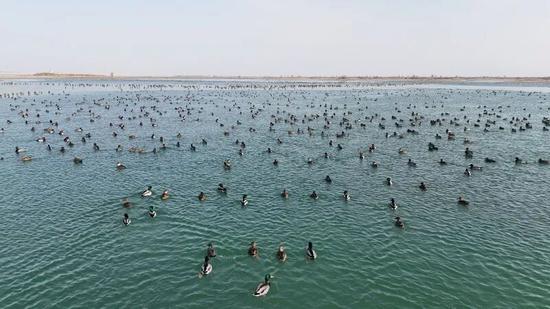 长尾鸭在和田县英艾日克乡若海湖嬉戏觅食。通讯员 陈文杰 摄5