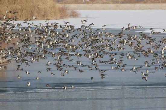 和田首次记录多种珍稀水鸟