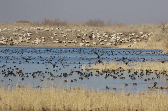 长尾鸭在于田县喀拉克尔乡五一水库嬉戏觅食。通讯员 陈文杰 摄