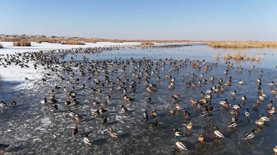 长尾鸭在于田县喀拉克尔乡五一水库嬉戏觅食。 通讯员 陈文杰 摄