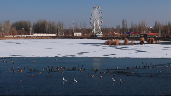 千鸟翔集民丰县 沙漠湿地焕生机