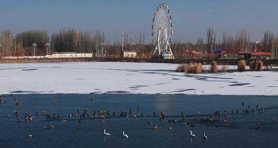 千余候鸟尼雅湿地“聚会” 冬日民丰展现勃勃生机