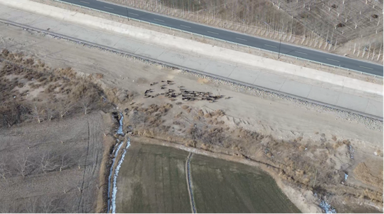 泽普县：空地联动寻羊忙 警民同心暖寒冬