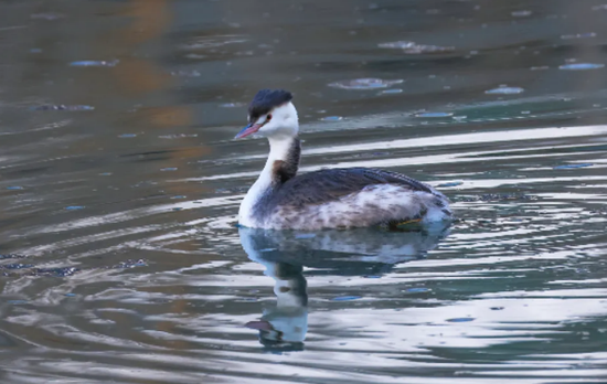 太治愈了！大批“精灵”现身喀什，每一帧都是屏保