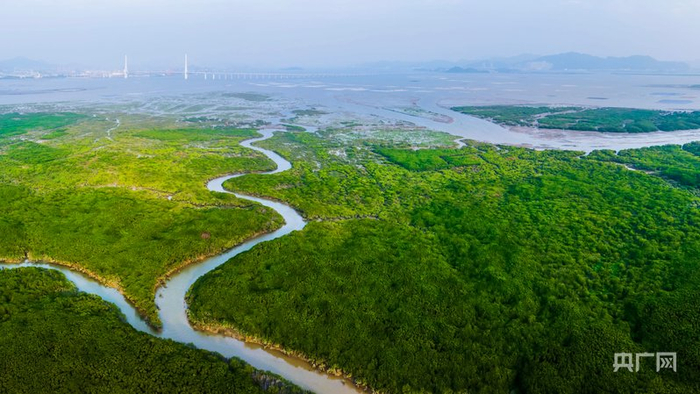 龙海九龙江口红树林水道蜿蜒，与海相连（央广网发 林开翔 摄）