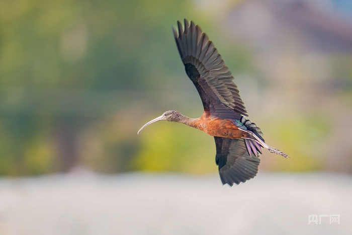 彩鹮展翅飞行（央广网发 陈秋生 摄）