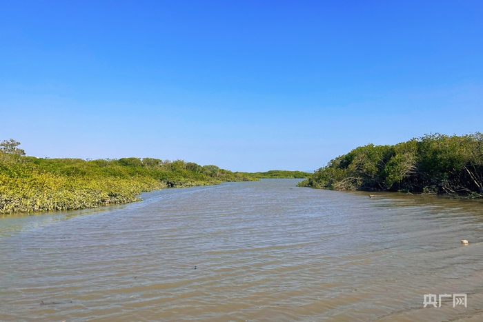 【“植”此青绿】福建九龙江口红树林“潮汐间的守望者”
