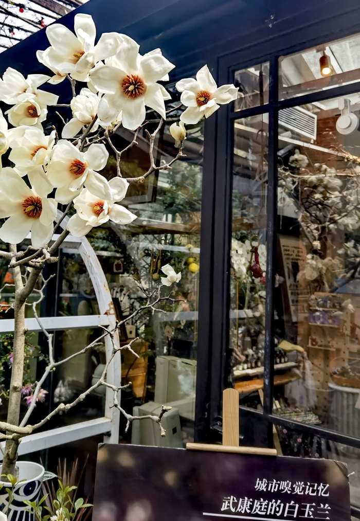 图为武康庭的白玉兰。/市人大代表施政摄