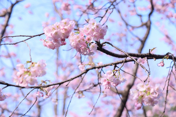 图为沪上樱花进入盛放期，吸引众多市民前来游赏。/文汇报记者叶辰亮摄