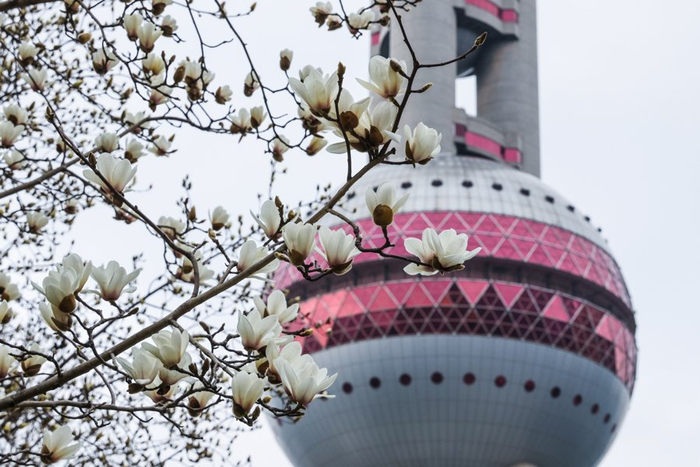 图为在陆家嘴明珠环岛边，几株洁白的玉兰花朵缀于枝头。/文汇报记者袁婧摄