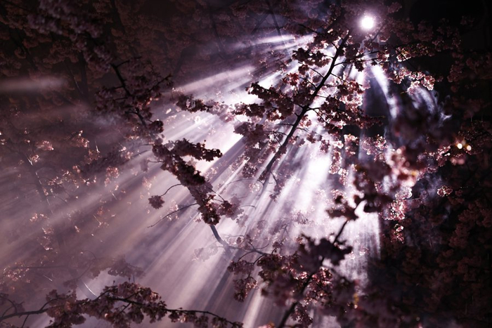 图为游客在顾村公园欣赏樱花夜景。/文汇报记者陈彦锴摄