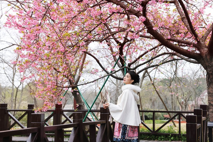 图为顾村公园里早樱盛放。/文汇报记者赵立荣摄