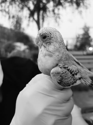 发现宠物鹦鹉可能让主人“发烧”