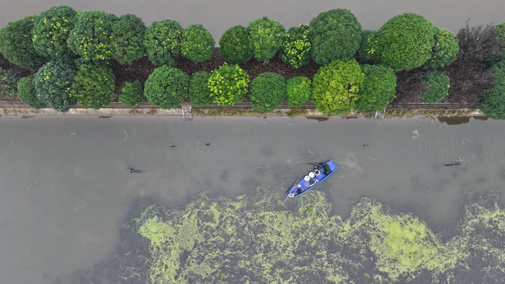 四中全会精神在基层丨记者手记：在大通湖畔感受现代农业新气象