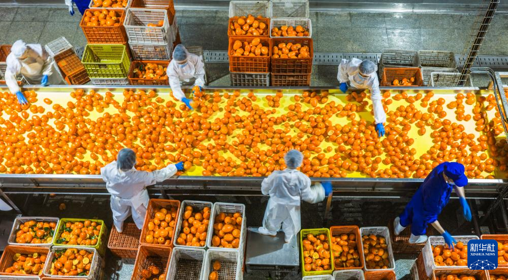 湖北秭归：脐橙全果加工 助力乡村振兴