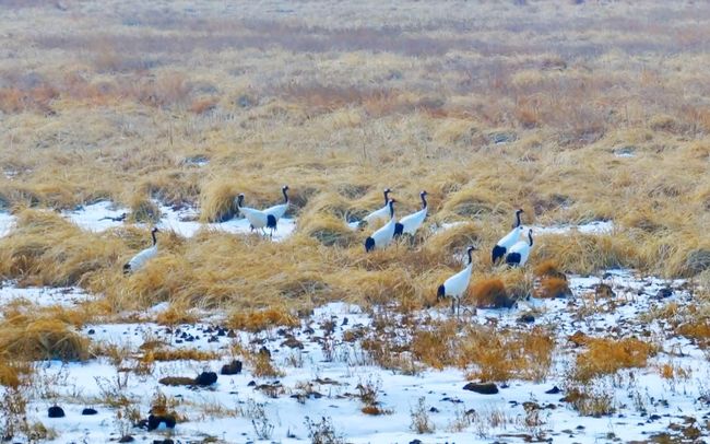 黑龙江三环泡保护区迎来候鸟北归