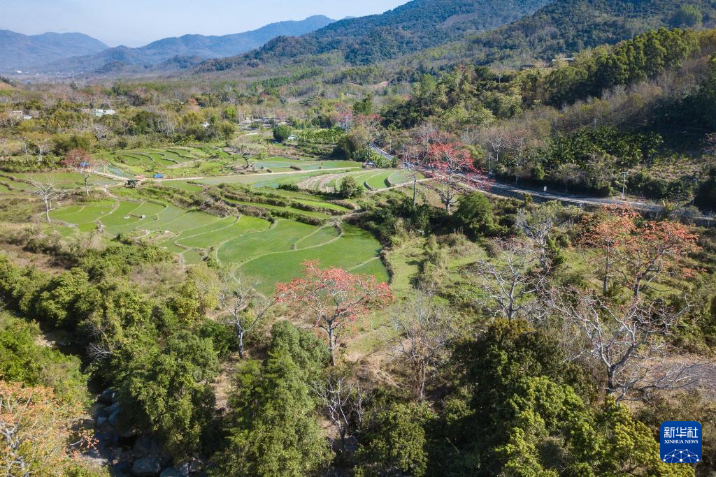 诗意中国丨却是南中春色别 满城都是木棉花