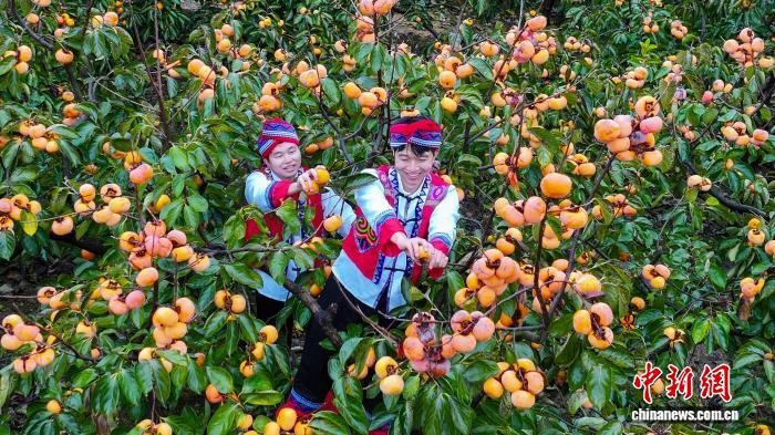 广西平乐柿子迎来丰收季 实现传统农业转型升级