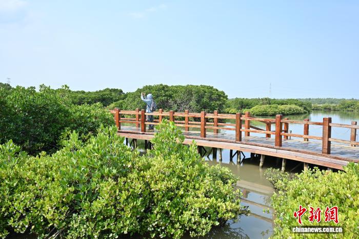 广东湛江稳步推进红树林营造修复工作