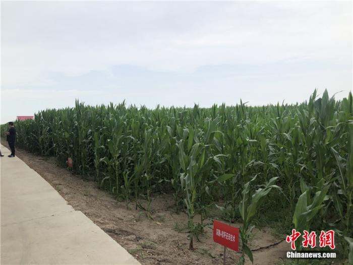 科左中旗農(nóng)田中的玉米