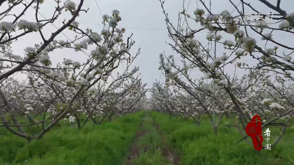 千城百县看中国｜山东冠县：“一键起飞”按下授粉“快进键”