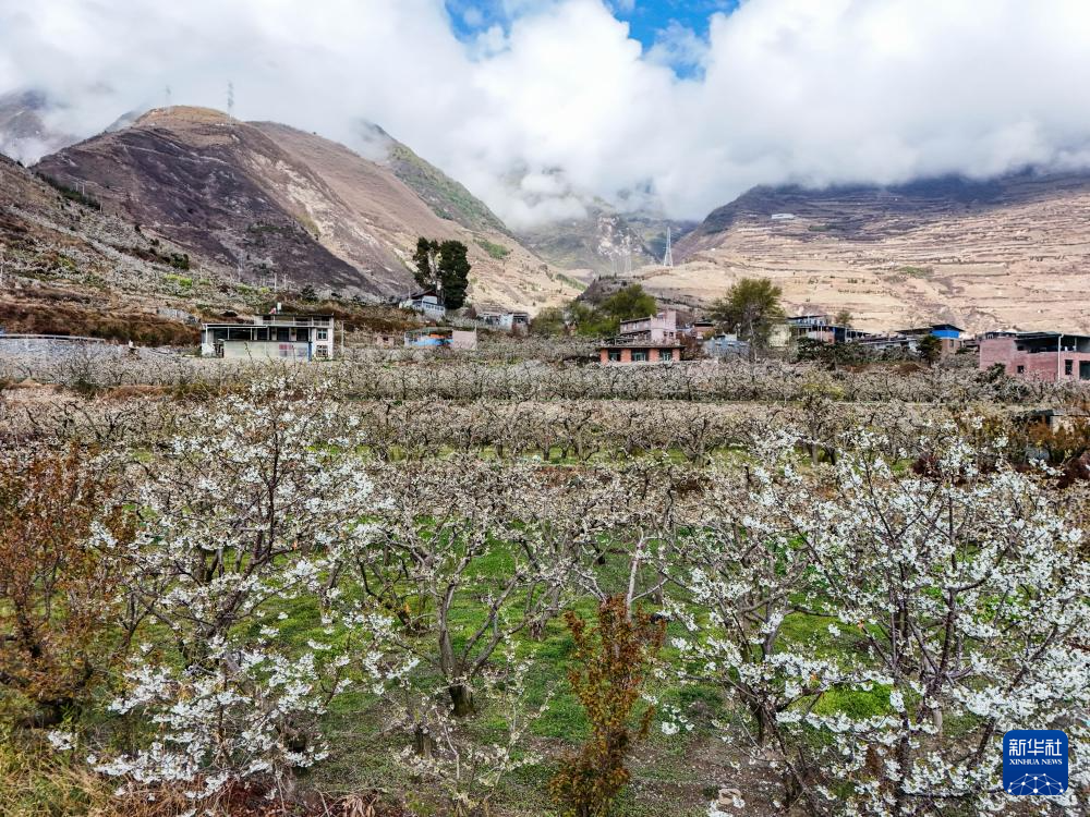 四川茂县：搭建推介平台 助力脆李产业提质升级