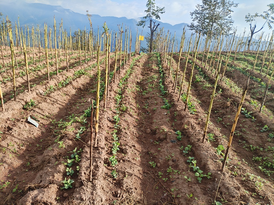 云南凤庆：“烟+N”模式助力乡村产业振兴