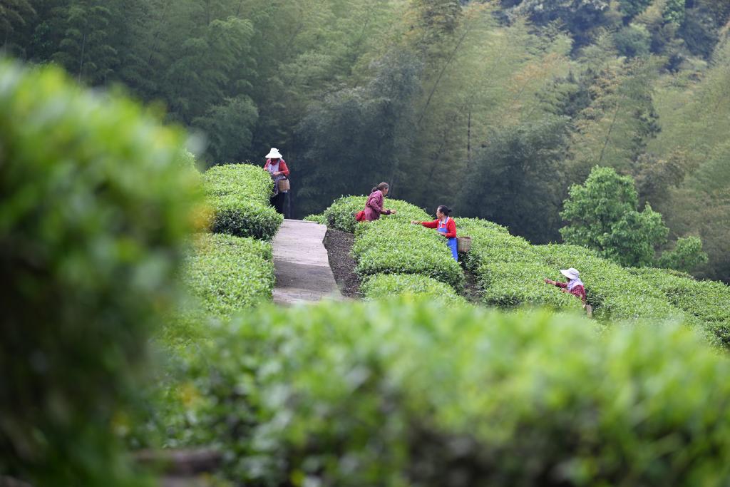 重庆永川：打好“茶叶牌” 唱好“茶叶经”