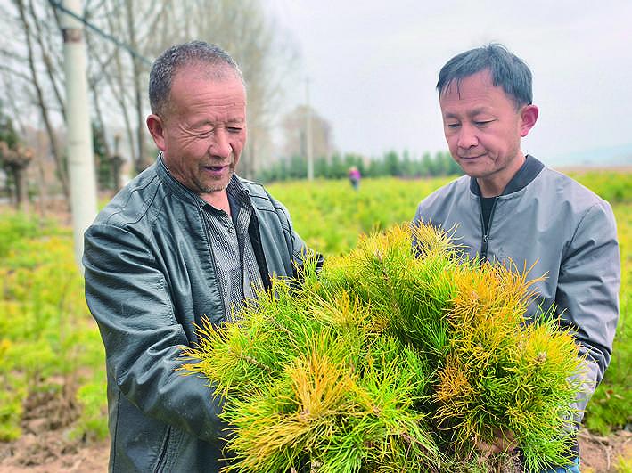 苗木青青 合作生“金”