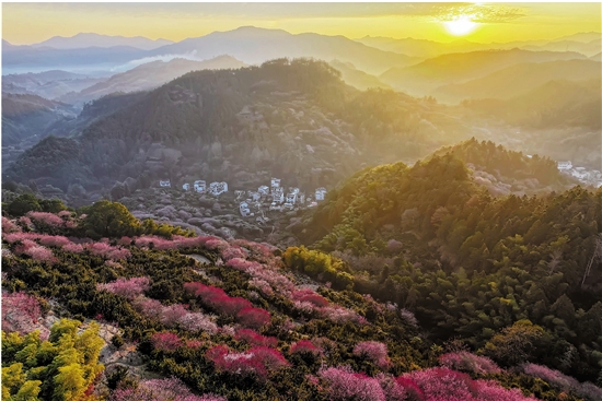 卖花渔村梅花开
