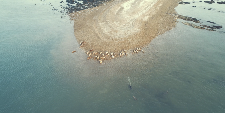 跨越冬春守护“海上大熊猫”