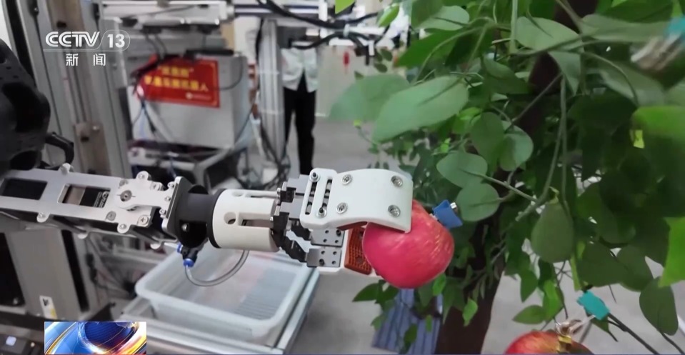 奋进“十五五” 实干开新局丨平均7.5秒摘一颗苹果 “双胞胎”机器人解锁采摘新技能