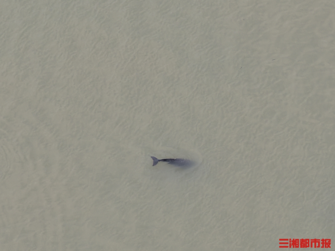 沅江水域现江豚群，5头“微笑天使”逐浪觅食丨神奇生物在哪里