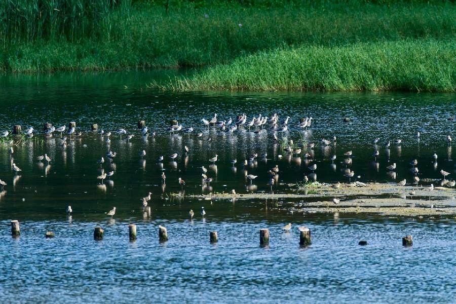 “十五五”，绿美广东将启动“四大工程”