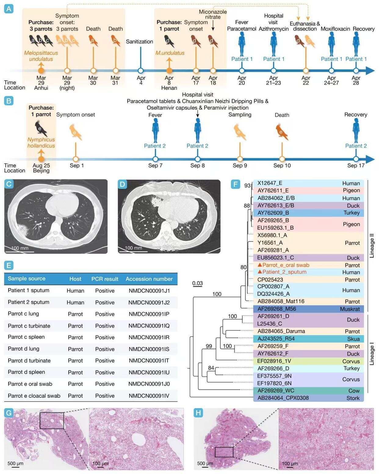 鹦鹉感冒、主人肺炎，“鹦鹉热”是种什么病？