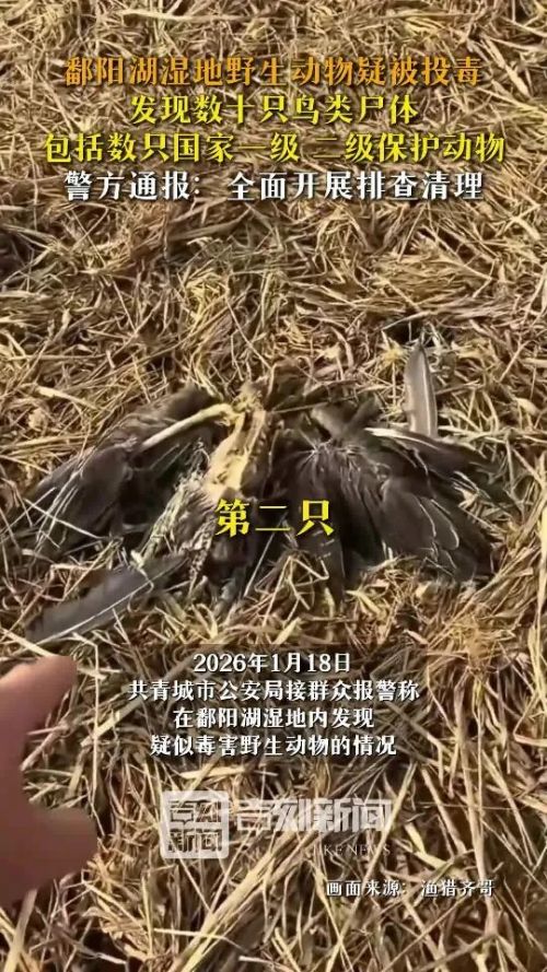 一毫克杀一只鸟，半克杀一个人