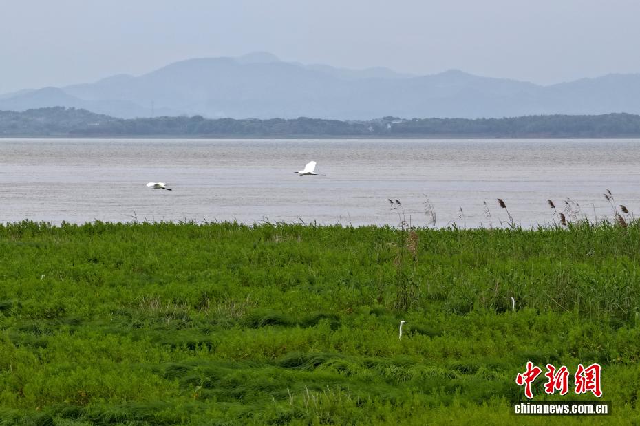 江西鄱阳湖：水涨草茂 湿地如画