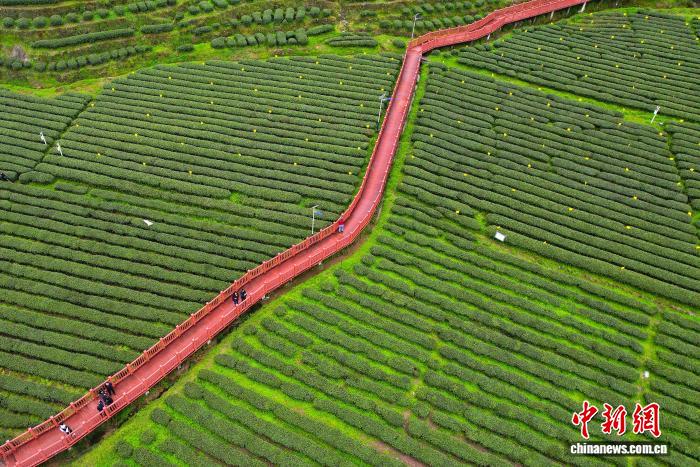 中国侨网3月24日，重庆秀山土家族苗族自治县钟灵镇万亩茶园满目青翠，茶农抢抓春季采茶黄金期，穿梭林间采摘鲜叶、赶制新茶，山间茶香四溢。图为钟灵镇万亩茶园满目青翠。（无人机照片）中新社记者 陈超 摄