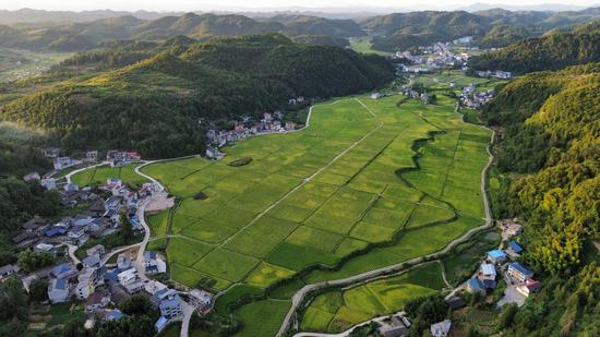岑巩县天马镇天马村大田坝水稻制种基地。杨豪 摄