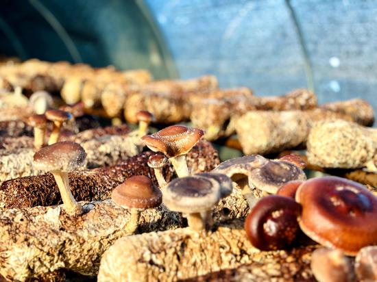 马临街道沔山村马桑菌种植基地，菌棒整齐悬挂，上面一朵朵鲜嫩的马桑菌破土而出。习水县融媒体中心供图