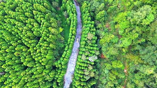 飞鸽森林公园万亩林海的磅礴绿意。习水县融媒体中心供图