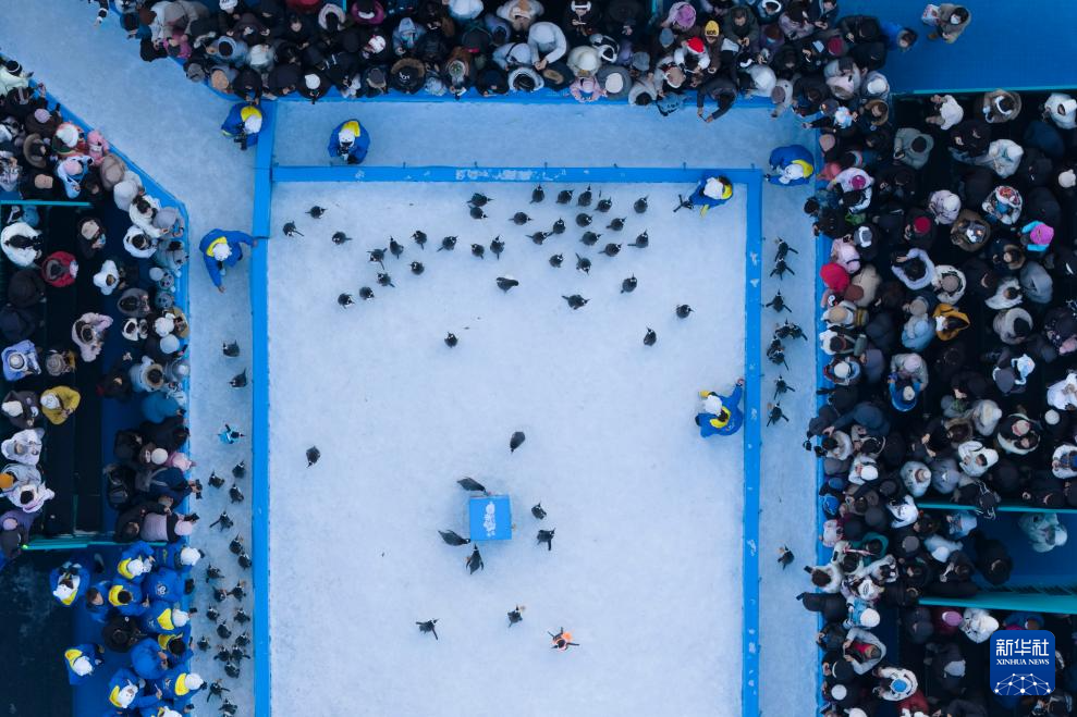 哈尔滨：百只企鹅巡游