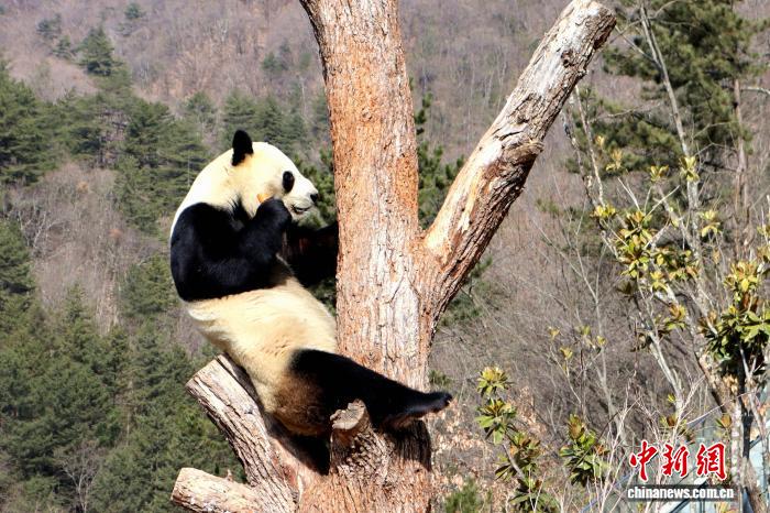 （新春见闻）秦岭深处的“熊猫管家”：我陪“国宝”过春节