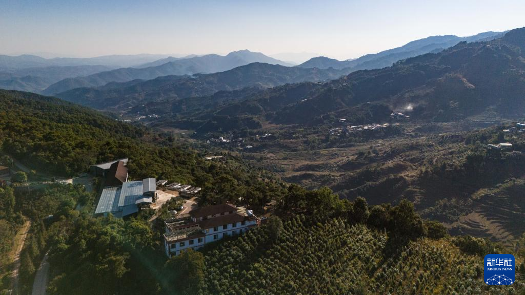 云南临沧：构建咖啡“从种到杯”全产业链