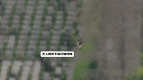 墓园里惊现“采花大盗”！