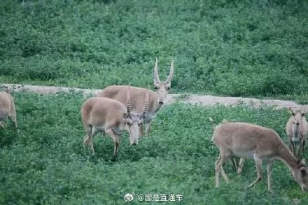 旅客把濒危羚羊角擦成丝入境被查